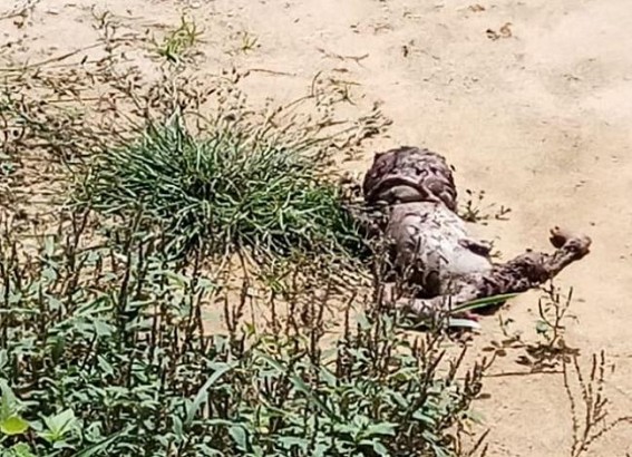 Udaipur: Dog found eating dead body of newborn baby on Hospital premises